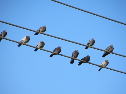 Flock of rock pigeons perched on powerlines.